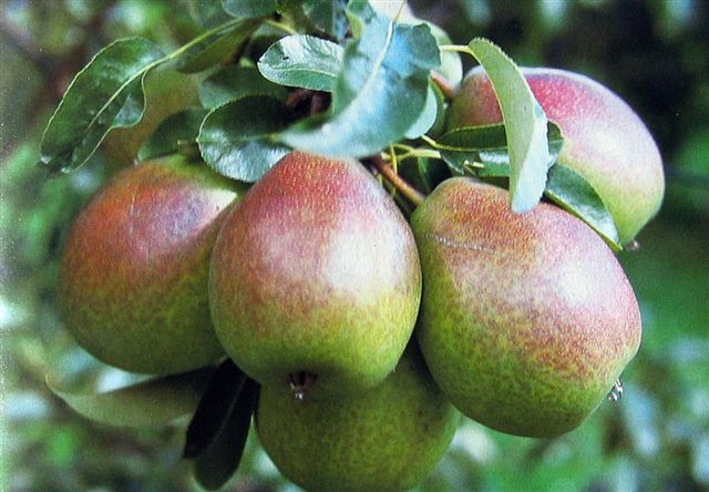 Obsthof Cordes - Fruchtfoto Bunte Juli Birne